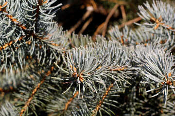 Christmas tree pine needles №51451
