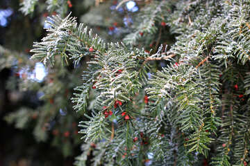 Christmas twigs tree №51433