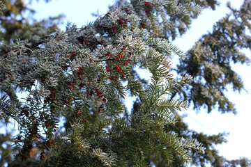 Parte superiore dell`albero di Natale delle membra di pino №51432