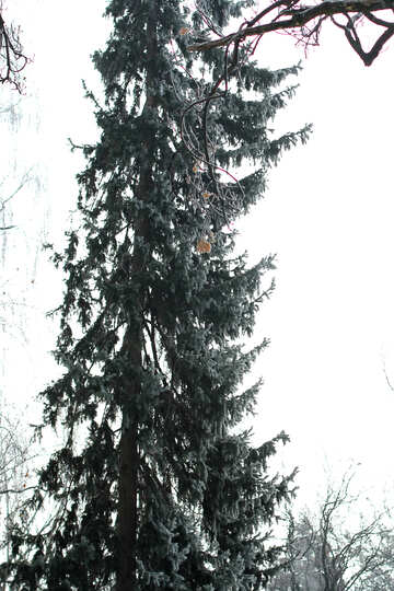 pine tree long №51330
