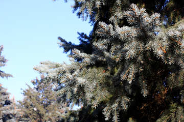 pine tree №51450