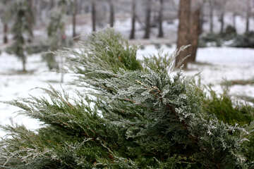 Neve su un albero di pino №51324