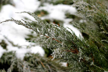 Neve della pianta del ramo di albero №51326