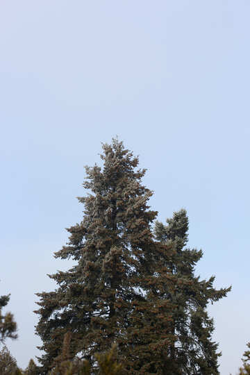 Tree pine Christmas №51399