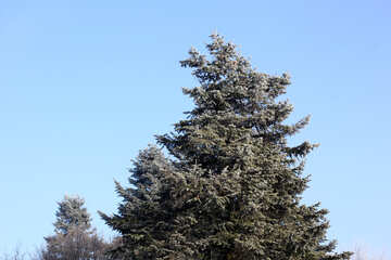 pine tree against blue sky №51397
