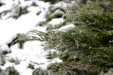雪に覆われた木 №51327