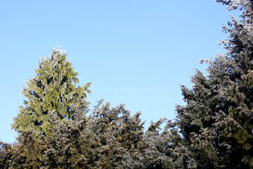 Trees sky №51438