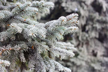 snowy white winter  pine tree №51370