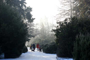winter walking path tree №51426