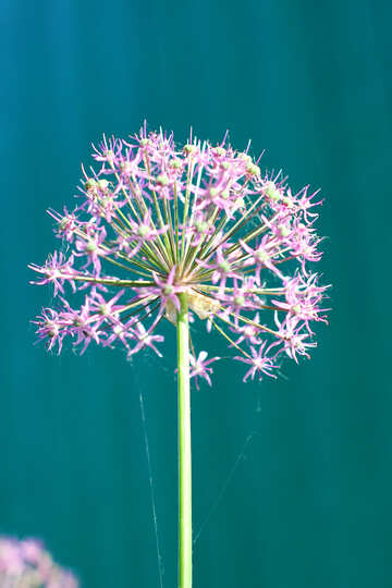Flower Dandelion №51511