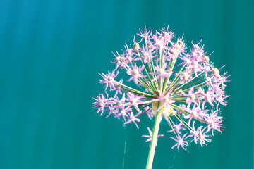 A pink flower №51510