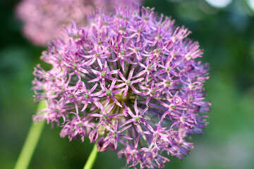 Purple flower №51515