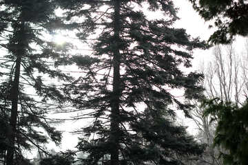 Árvores floresta de pinheiros preto e branco №51352