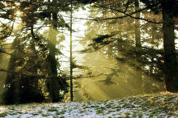 Sol brillando a través de árboles bosque inviernos árbol №51485