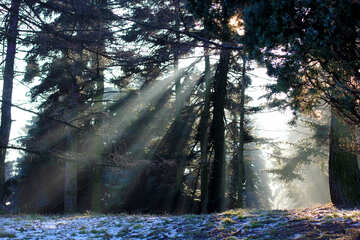 forest sun rays №51482