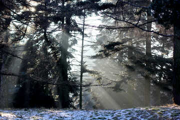 Bäume in einem Wald und Sonnenlicht durchströmen №51484