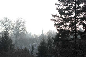 Árboles en el bosque de niebla №51394