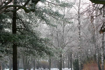 冬の森林の木と雪 №51357