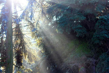 La lumière traverse les arbres à feuilles №51464