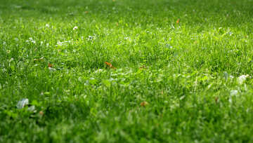 Grass a green garden field №51832