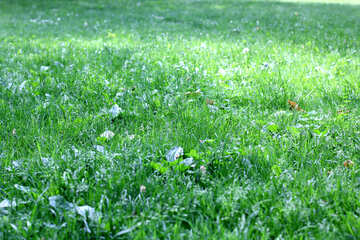 Green grass №51829