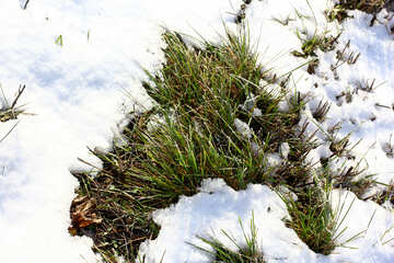 草と雪 №51442