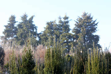 Grass trees the sky №51428