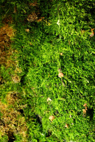 green mossy №51136