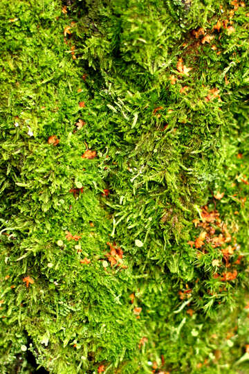 green mos texture №51155