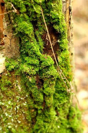 Moss on a bark tree №51159