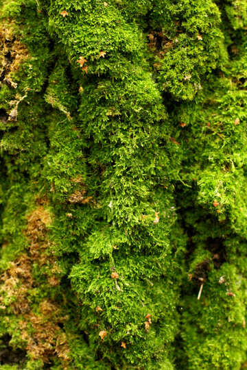 green moss trees foliage growing on a tree trunk №51130