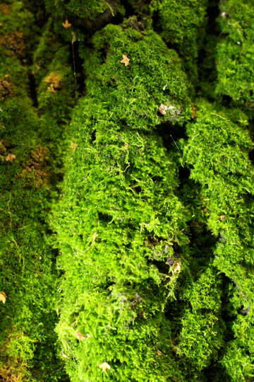 Muschio verde bosco №51142