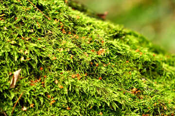 moss forest №51150