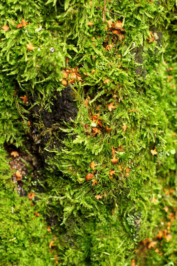grass green moss №51153