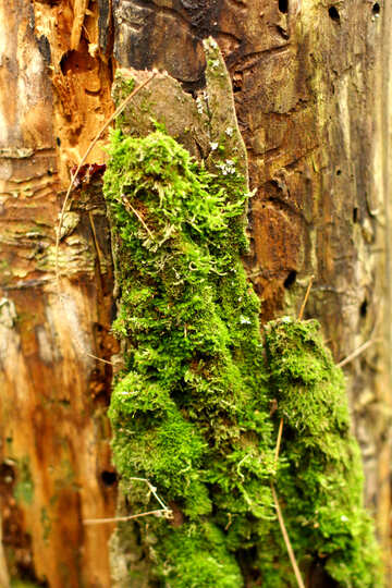 moss on a tree №51158