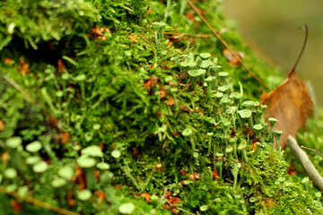 Tree plants moss №51146