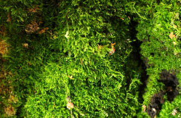 Árboles verde musgo №51135