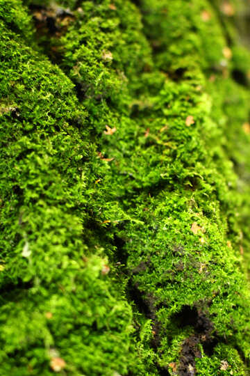 vegetation moss on bark green №51133