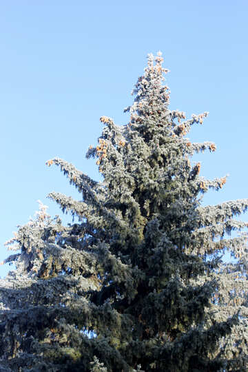 Baum Kiefer Weihnachten №51461