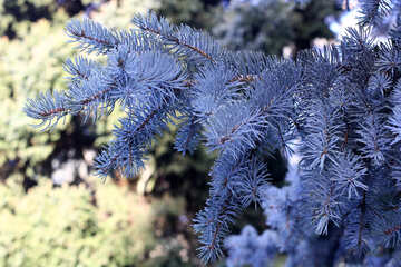 pine tree №51458