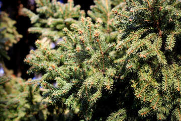 pine tree christmas branch №51460