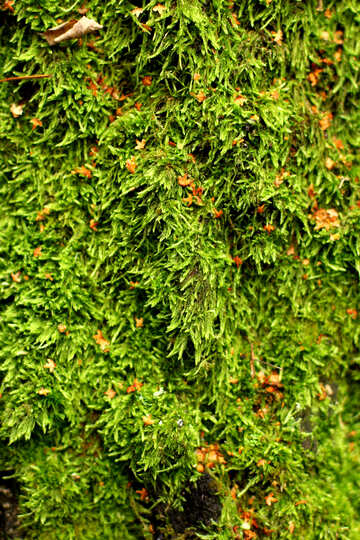 Зелене рослина на дереві №51152