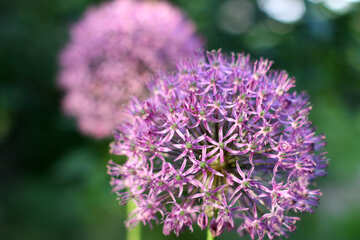 紫色の花 №51514