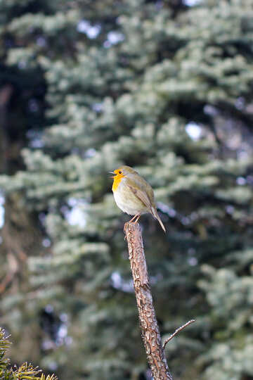 robin bird №51391