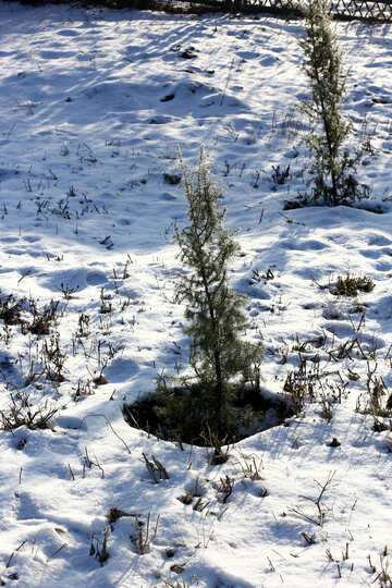 Schnee und kleine Pflanzen №51444
