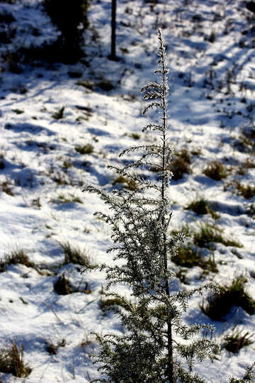雪の植物 №51445