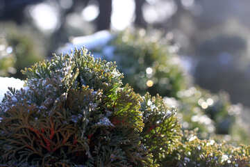 木の植物の雪の緑の木 №51425