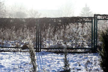 Plantes, neige et une clôture hiver №51440