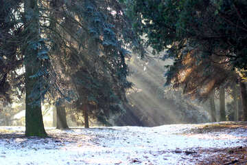 Trees snow rays of sun №51479
