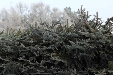 Gli alberi nevicano №51349
